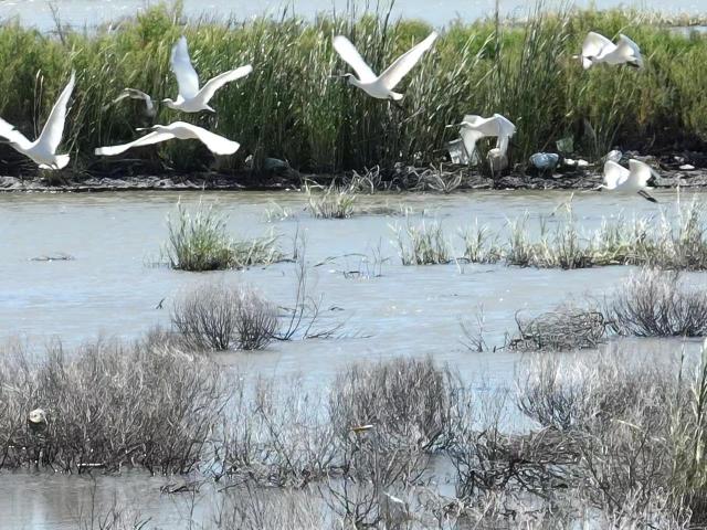 全球濒危珍稀鸟类黑脸琵鹭种群现身连云港滨海湿地