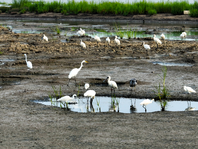全球濒危珍稀鸟类黑脸琵鹭种群现身连云港滨海湿地