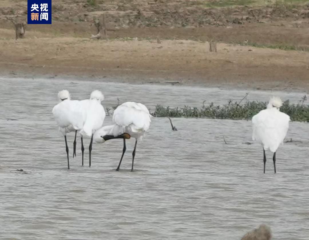 今秋首批越冬候鸟白琵鹭抵达鄱阳湖