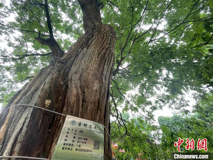 甘肃天水立法保护绿色“活化石”：4810株古树有了“护身符”