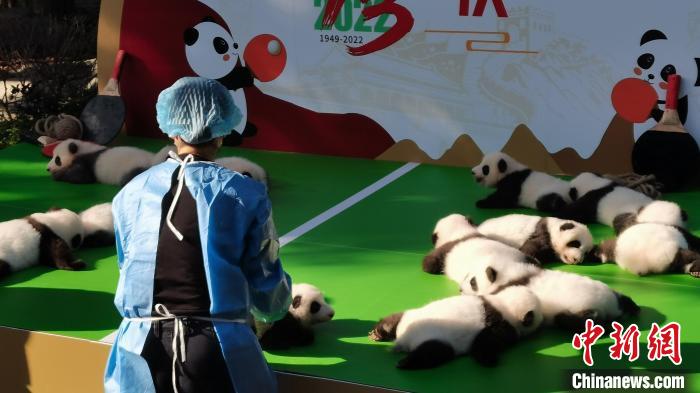 成都：13只“2022级”大熊猫宝宝首次集体亮相