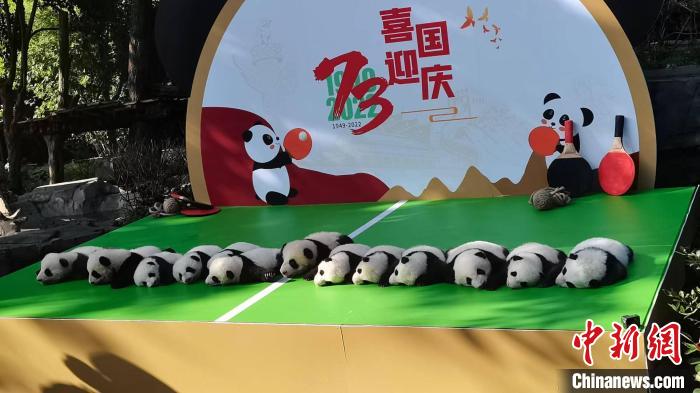 成都：13只“2022级”大熊猫宝宝首次集体亮相
