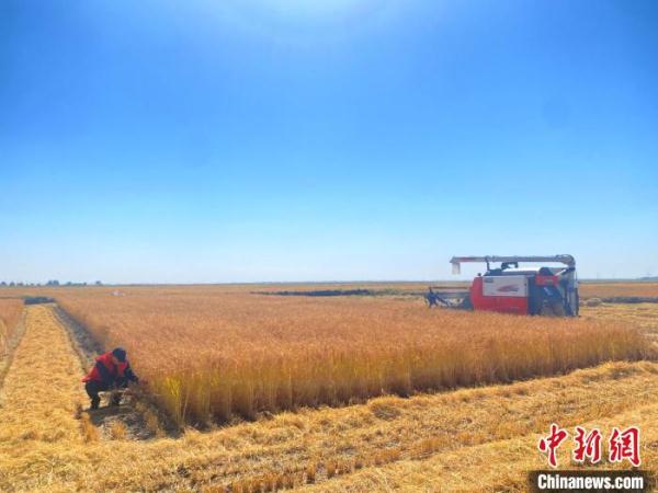 内蒙古兴安盟耐盐碱水稻连续4年亩产超500公斤