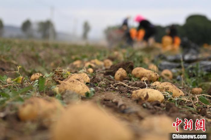 9月27日，甘肃省定西市安定区香泉镇农户正在田间地头挖马铃薯。　李亚龙 摄
