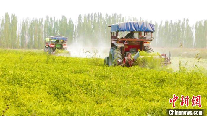 金秋时节，新疆阿克苏地区3.82万亩试种花生进入“丰收季”。　张勇 摄