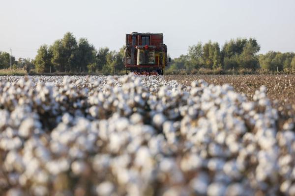 新疆棉花主产区沙雅县进入采棉季