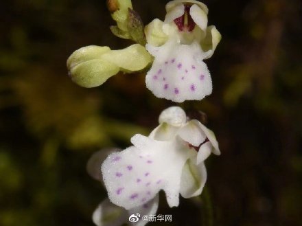 科研人员在四川雅江发现植物新物种