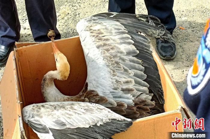 青海门源警方救助国家一级保护动物黑颈鹤