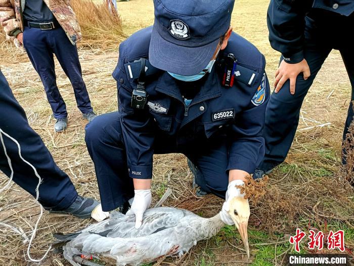 青海门源警方救助国家一级保护动物黑颈鹤