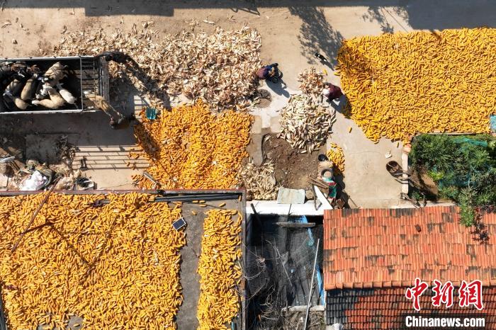 农民对玉米进行剥皮、晾晒处理。(无人机照片) 王培珂 摄