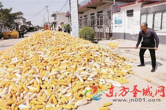 三秋生产进行时……