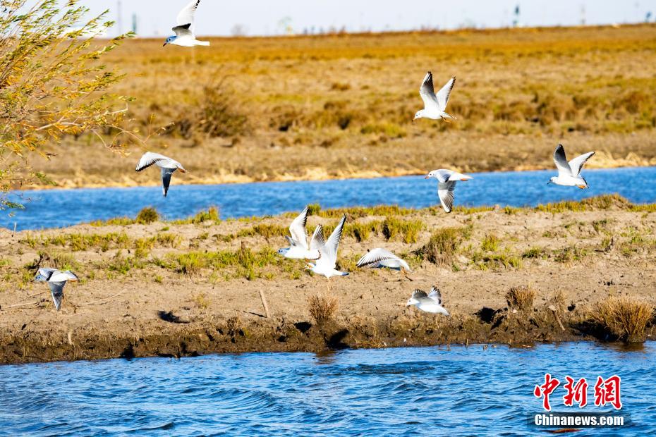 吉林莫莫格湿地候鸟翔集 濒危东方白鹳数量创新高