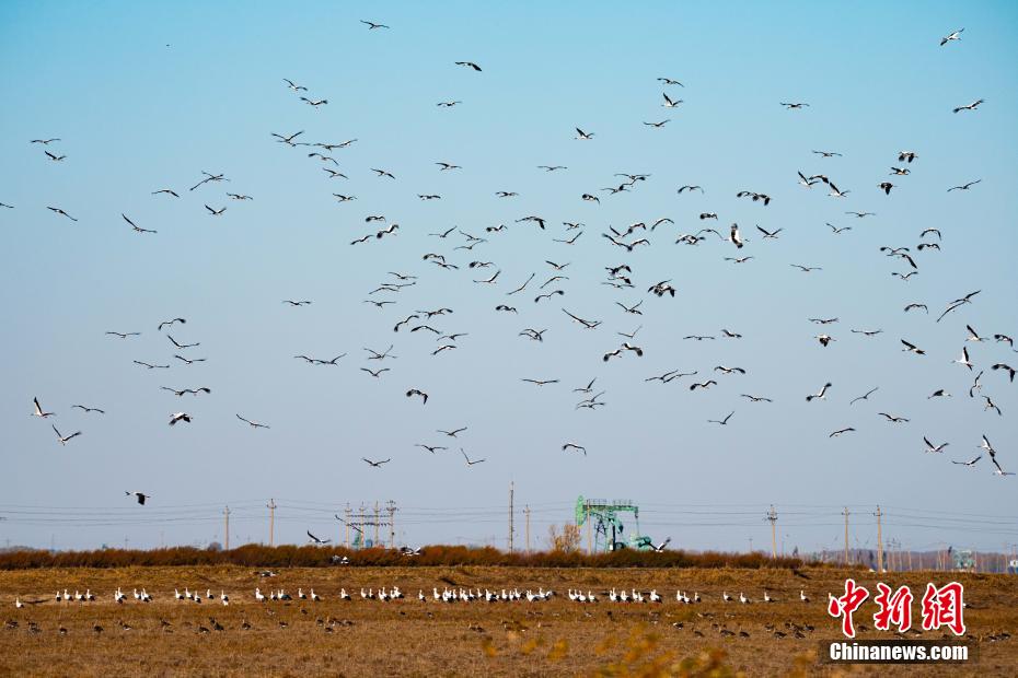 吉林莫莫格湿地候鸟翔集 濒危东方白鹳数量创新高