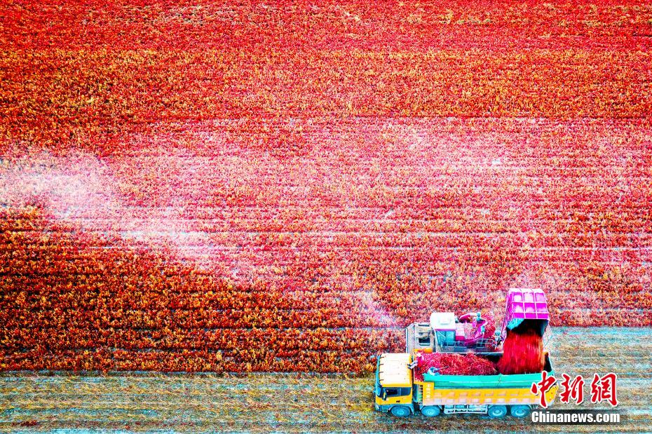 新疆克拉玛依市1700亩辣椒迎来丰收