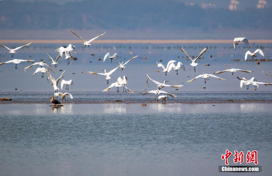 越冬候鸟陆续抵达江西鄱阳湖湖口水域
