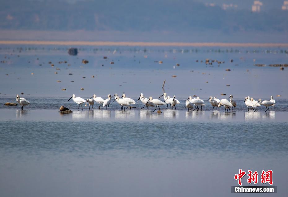 越冬候鸟陆续抵达江西鄱阳湖湖口水域