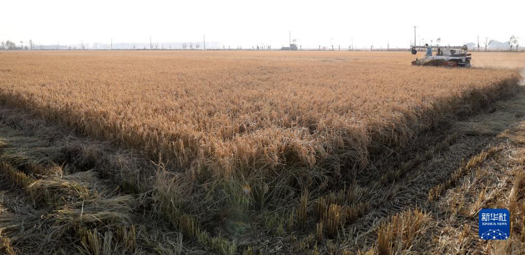 辽宁水稻收获进入高峰期 农业机械显身手