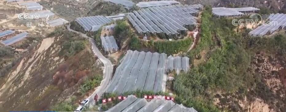 23万亩山地苹果获丰收 “变身”农民增收致富支柱产业