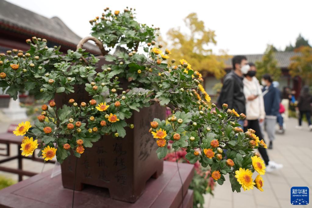 北京：秋日赏菊