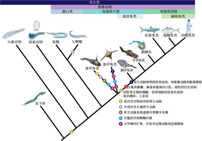 一些关键特征在脊索动物中的演化。　孟馨媛 绘图 摄