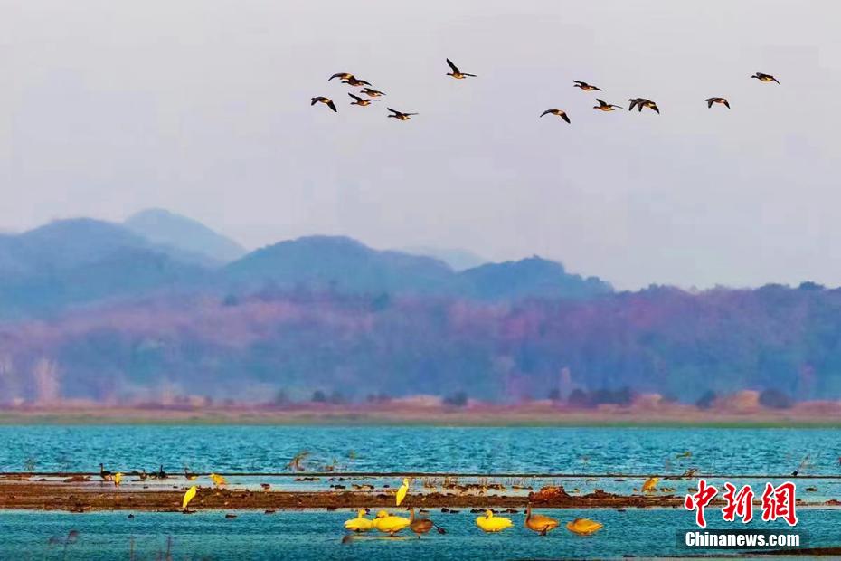“中国鹤湖”升金湖迎来候鸟迁徙高峰