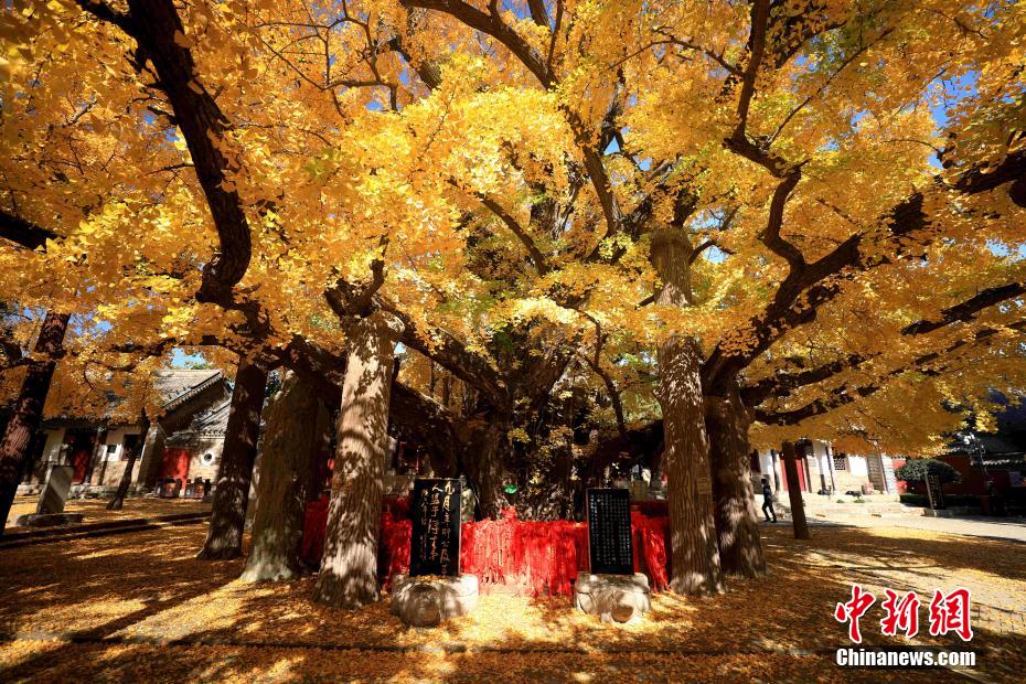 山东日照：4000年银杏树迎来最佳观赏期