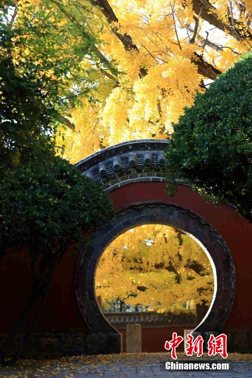 山东日照：4000年银杏树迎来最佳观赏期