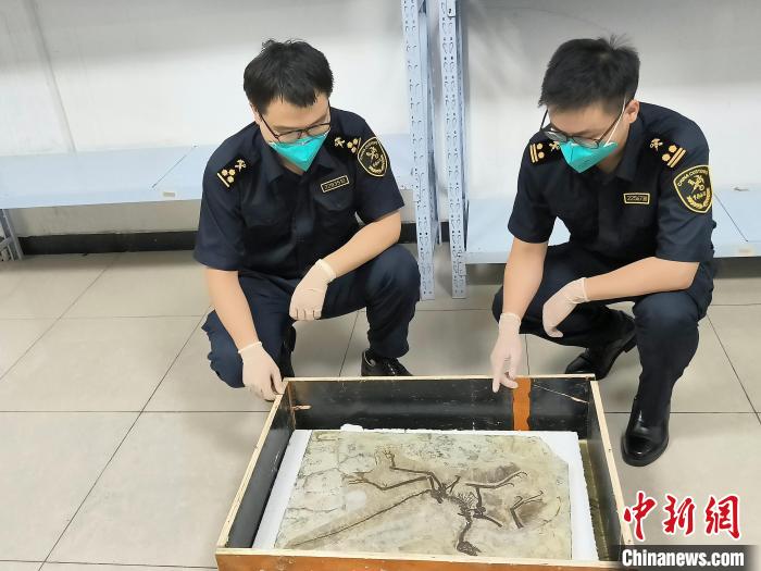 浦东机场海关截获一副禁限出境古生物化石
