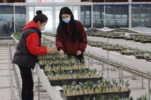 浙江藏红花在新疆温宿美艳绽放