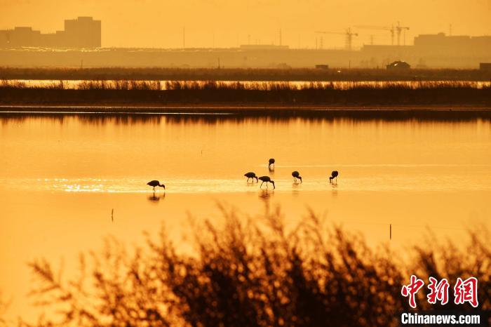 近年来，青岛胶州湾沿岸的候鸟栖息地得到有效保护。　王海滨 摄