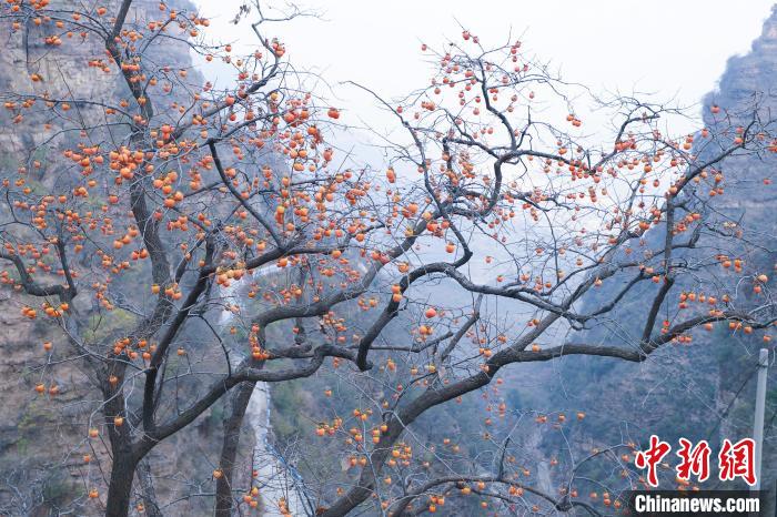 图为安阳林州太行山里大红柿子挂满枝头。　常万朝 摄