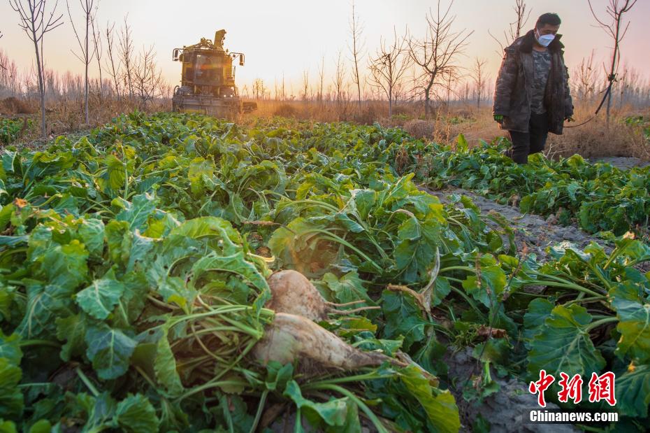 新疆克拉玛依甜菜丰收 总产量超1.3万吨