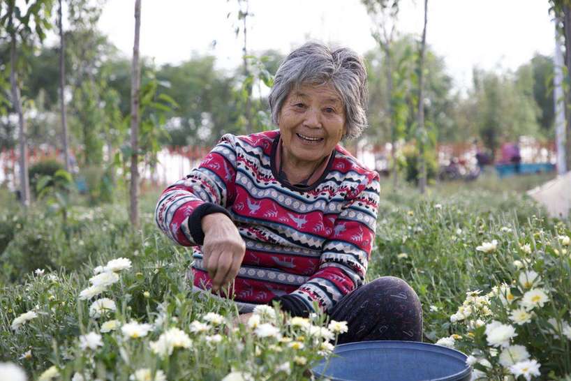 河南南乐：2500亩菊花美了乡村 富了百姓