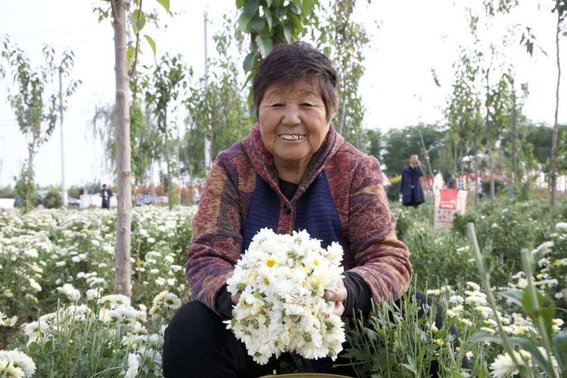 河南南乐：2500亩菊花美了乡村 富了百姓
