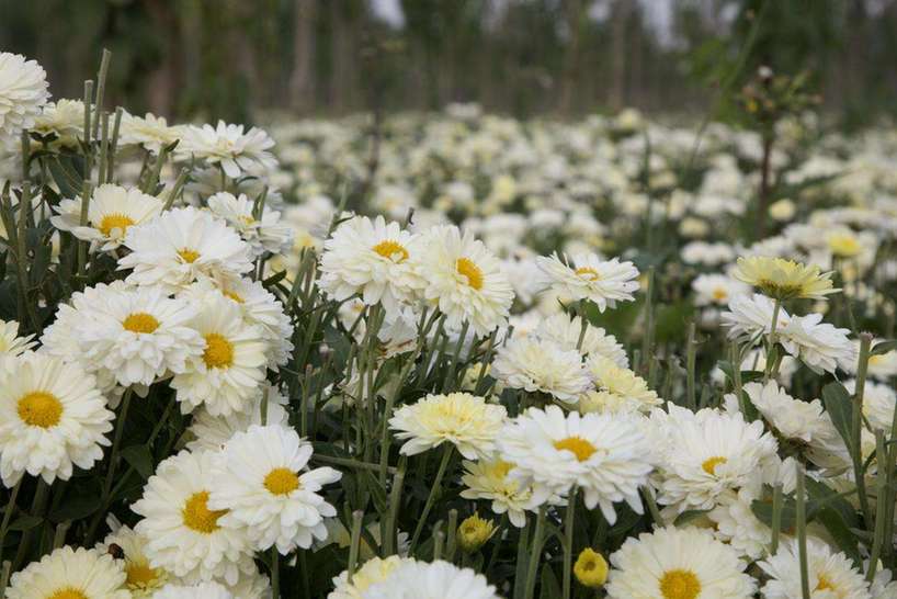 河南南乐：2500亩菊花美了乡村 富了百姓