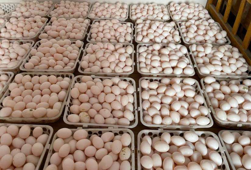 河南汤阴：发展特色产业 实现乡村蜕变