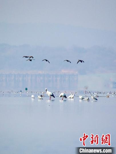 鄱阳湖迎来候鸟迁徙高峰
