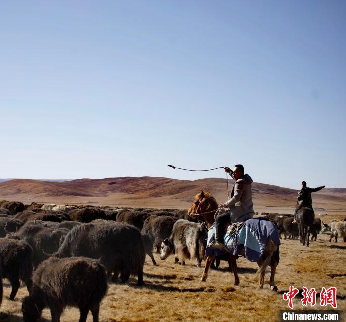 青海唯一蒙古族自治县见闻：数十万头牲畜转场，合作社年底迎分红