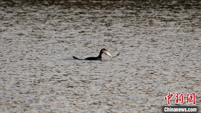 山西长子精卫湖国家湿地公园迎来首批越冬候鸟