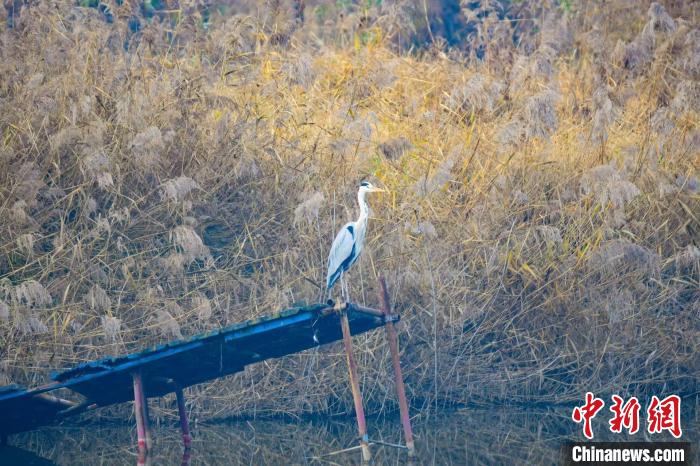 山西长子精卫湖国家湿地公园迎来首批越冬候鸟