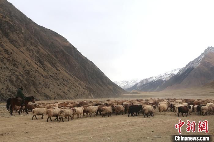 新疆高原牧民迎来一年冬季转场