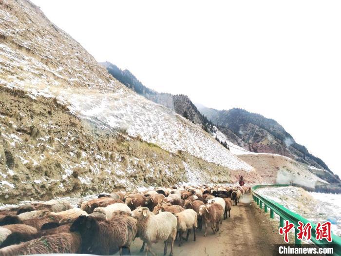风雪弥漫的大山里，牧民赶着牛羊前行，前往冬季草场，越冬生活。　朱洪俊 摄
