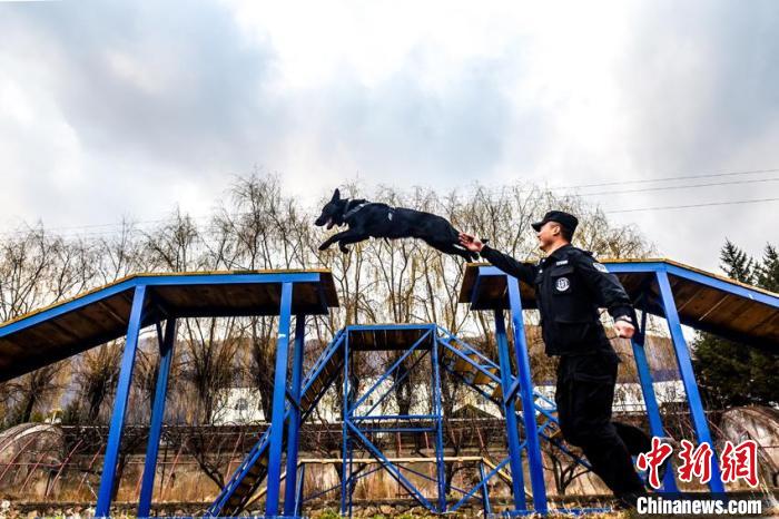 警犬训导员对警犬进行障碍训练 韩秉儒 摄