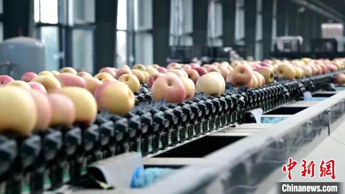 山西黎城：苹果变身“致富果”助农增收产业兴