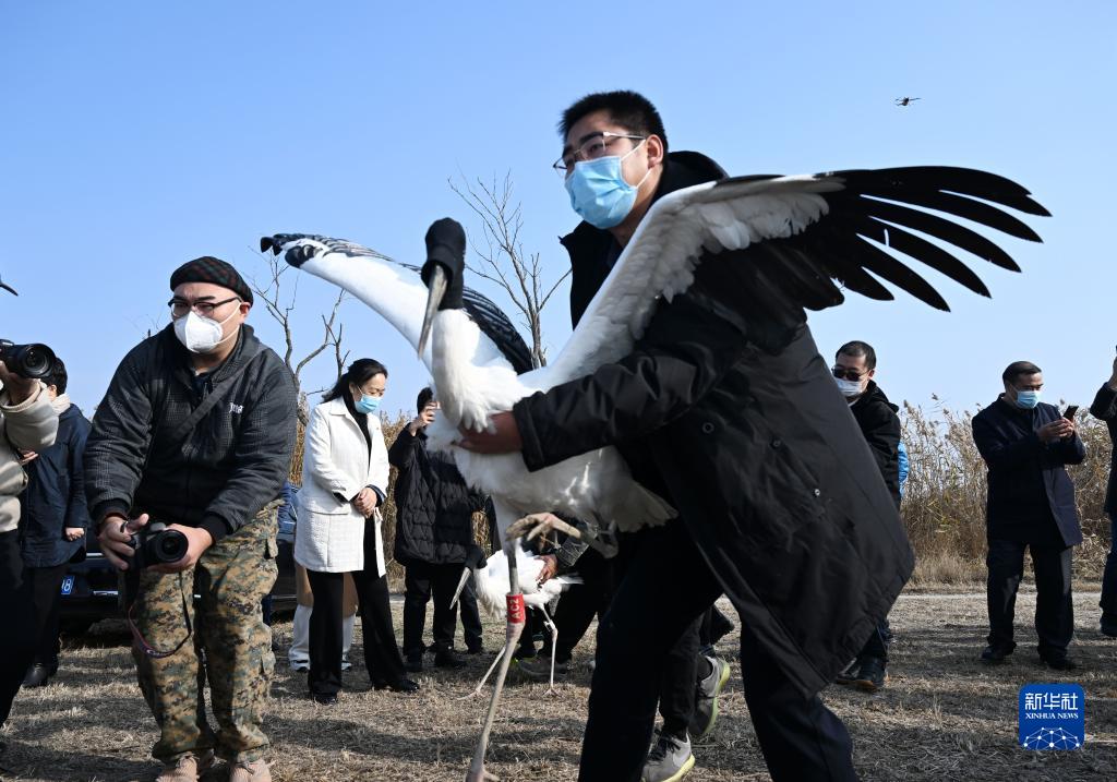 3只“鸟类大熊猫”东方白鹳在七里海湿地重返自然