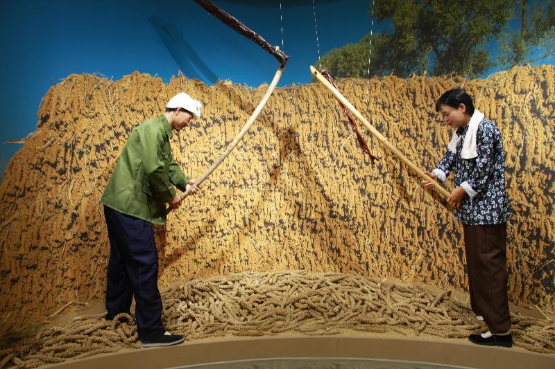 了解“小米文化”来米脂小米博物馆