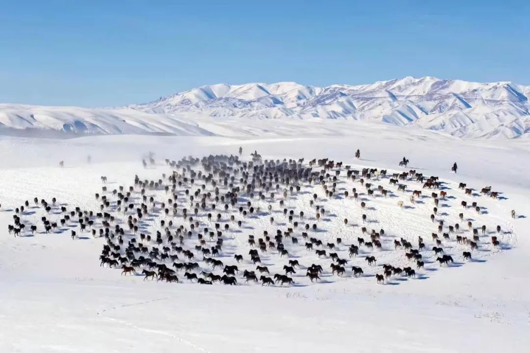 美丽新疆：遇见北山羊