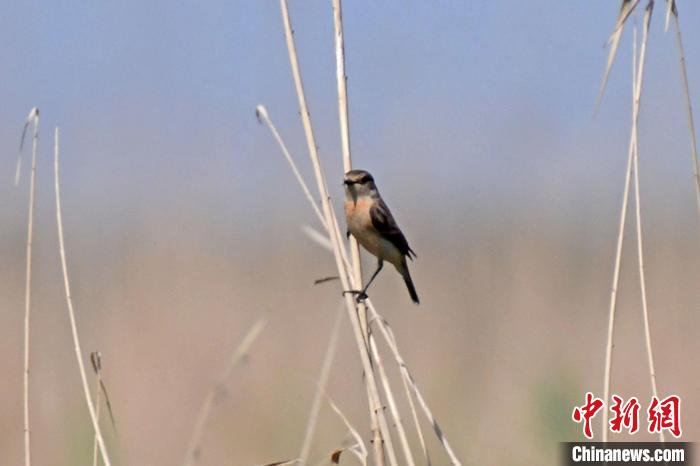 河北雄安新区白洋淀野生鸟类增至248种