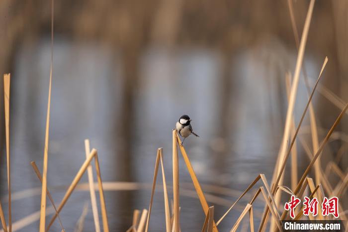 河北雄安新区白洋淀野生鸟类增至248种