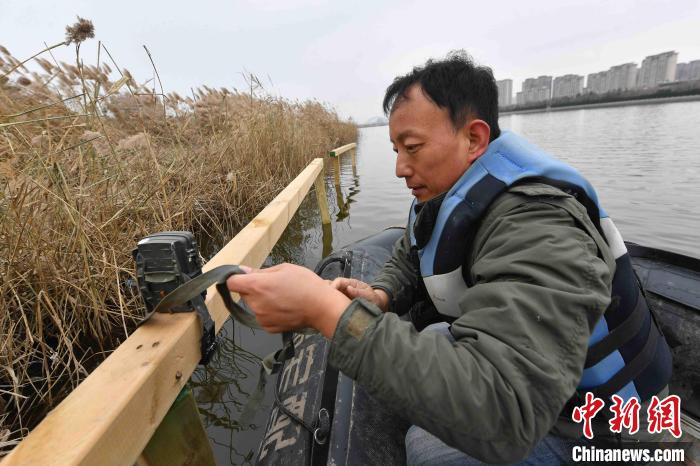 志愿者更换记录鸟类的红外相机。　王海滨 摄